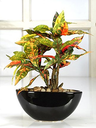 Fourwalls Artificial Dracaena Bonsai Plant in Ceramic Vase