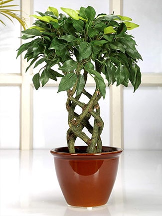 Fourwalls Artificial Bonsai Ficus Plant