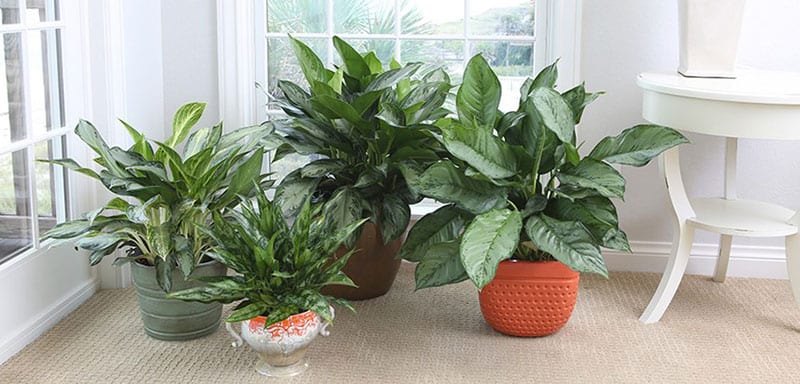 Air Purifying Chinese Evergreen Plant