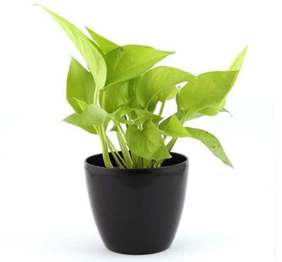 Air Purifying Golden Pothos Plant