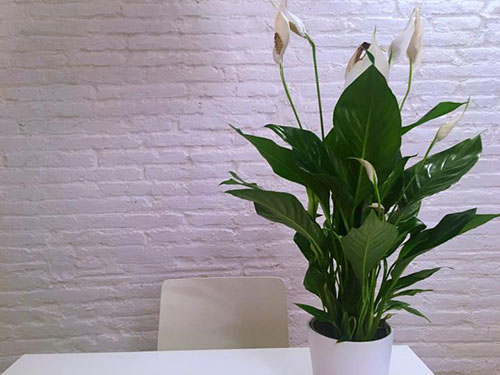 Peace Lily Air Purifying Plant