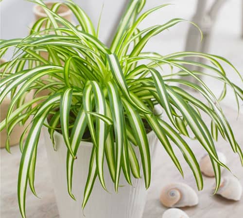Air Purifying Spider Plant