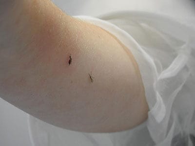 Keep Skin Covered to Avoid Mosquito Bites